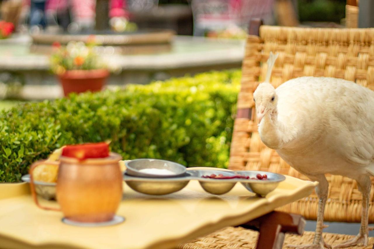 Las Mananitas Cuernavaca Ngoại thất bức ảnh